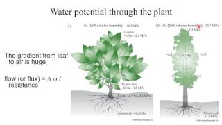 Week 2  1 Water potential  How water moves in plants