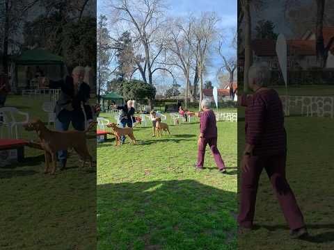 Ivo "Charles Antoine Sanz" - Mejor Macho - Canino Gran Norte 2023