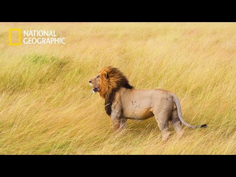 Nsefu Pride Lion King’s - Lion Pride Documentary | National Geographic Documentary 2023