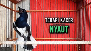 Download lagu SUARA BURUNG kacer gacor NGEPLONG tarung ini paling ampuh buat PANCINGAN KACER agar EMOSI NYAUT mp3