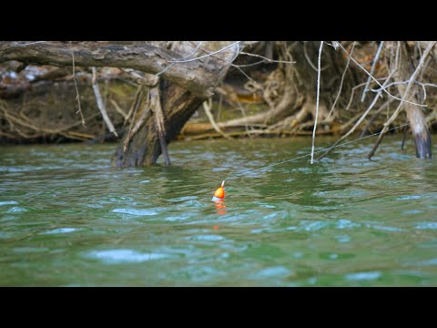 Spring Steelhead Fishing TOUGH Conditions - (EPIC BOBBER DOWNS!)
