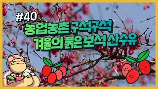 농업농촌 구석구석 ep.40 라떼는 말이야~~산수유는 농촌의  빨간색 보석이었는데 말이야~