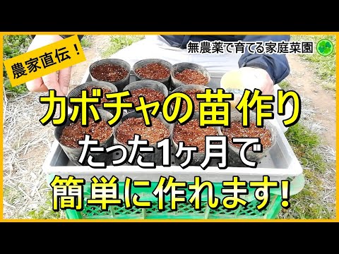 カボチャの種まき:これがうまく育てる方法です 庭の練習