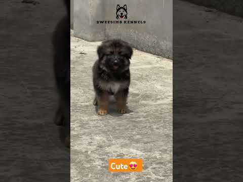 🔹 'German Shepherd Puppy’s Genius Tricks Will Blow Your Mind! 🧠🔥 #DogTraining'