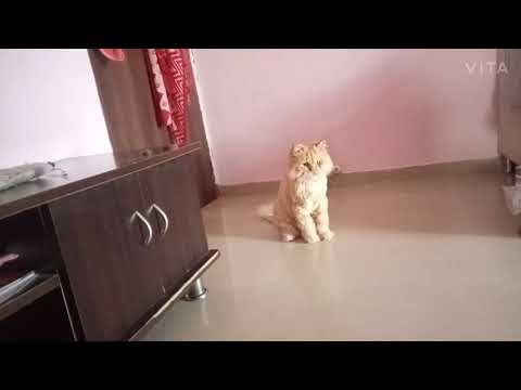 Fun with cat's 😽😽😽 | Shaikh firdous