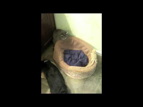 Felix Protects Spike