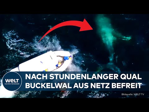 NEW SOUTH WALES: Dramatische Walbefreiung vor Australien! Buckelwal aus tödlichem Netz gerettet