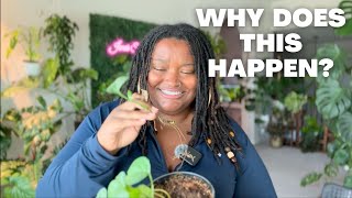 Creating more fuller plants with water propagations