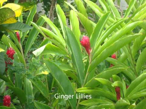 MIKE GROSVENOR ~ Brown Sugar