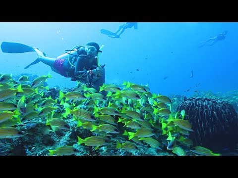 download lagu mp3 mp4 Dive India, download lagu Dive India gratis, unduh video klip Dive India