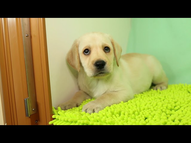 ブリーダー/ショップマロニエケンネル　MARRONNIER KENNELのラブラドール・レトリーバーで番号が2501です