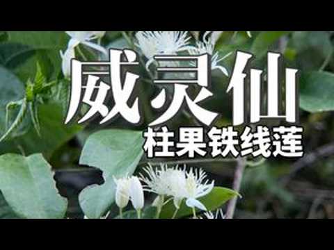 Is Clematis stylobata the same as Clematis armandii? Clematis stylobata is commonly known as \Iro...