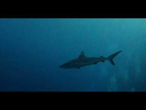 Fiji – Beautiful Walls, Soft Corals and Critters 10 - scuba diving video
