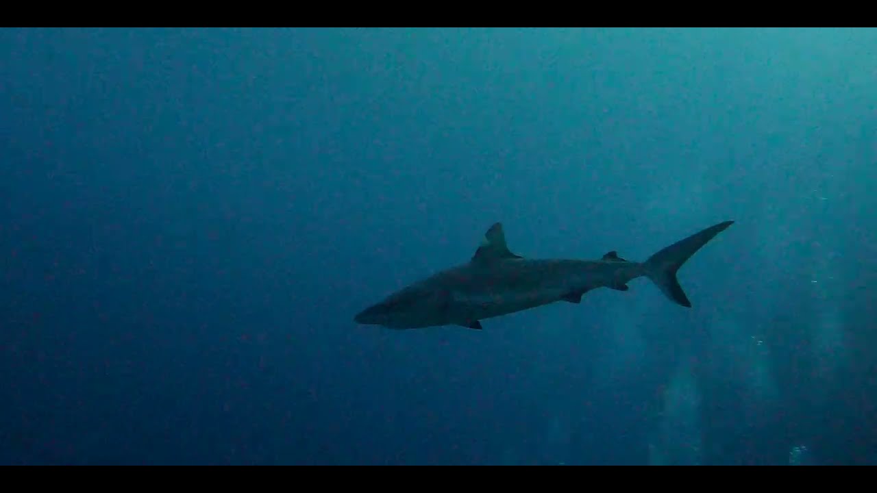 Tenth of 17 videos - Diving aboard "Naía" amongst multiple Fijian islands in pristine clear water