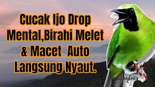 Download lagu Masteran Dan Terapi Cucak Ijo Drop Mental, Birahi Melet & Macet, Auto Langsung Nyaut. mp3