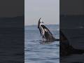 Killer Whales Will Never Be Denied Amazing Clip From Gone Whale Watching In San Diego Orca