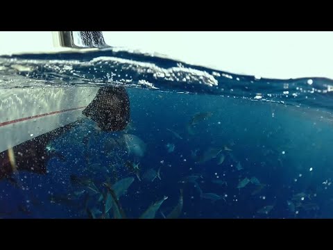 How to Make Your Own Chum for Fishing (Yellowtail Snapper, Kingfish, Mahi, etc.)