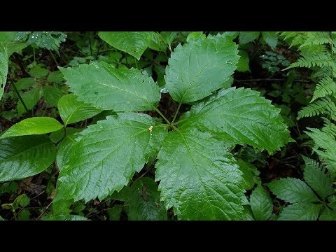 Do you know what this plant is? Take a good look! False Virginia Creeper, Parthenocissus inserta