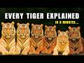 Every Tiger Explained In 8 Minutes