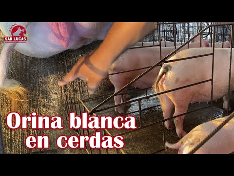 ¿Por qué mi cerda orina blanco? | Causas y solución | Granja San Lucas