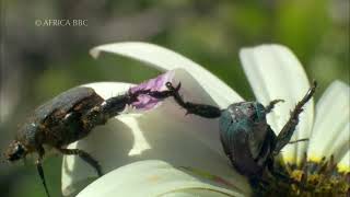 BBC Africa – Lusty Beetles