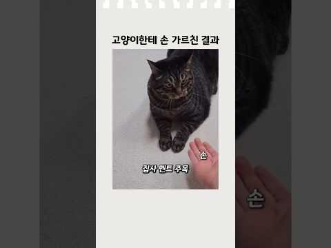 고양이한테 손 가르친 결과