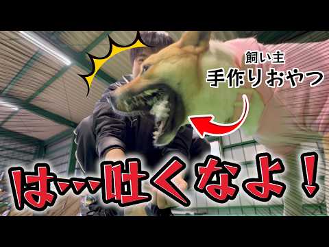 Our new trainer is incredibly bad at cooking, so we asked her dog to make some treats...