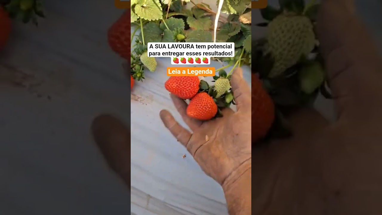 Tá um show essa lavoura
