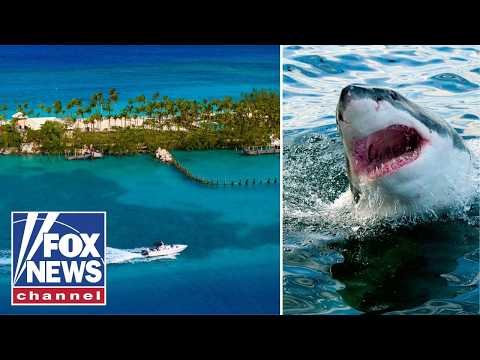 Sharks test POSITIVE for cocaine near Bahamas