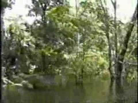 Divino Companheiro video