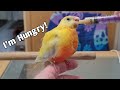 What I feed my Baby Birds and How | Hand feeding a Turquoisine Parakeet