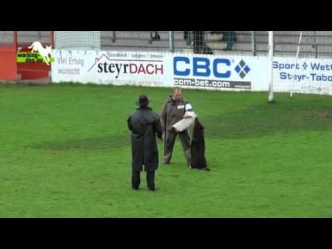 Glen vom Hexenkeller WUSV 2012 Protection