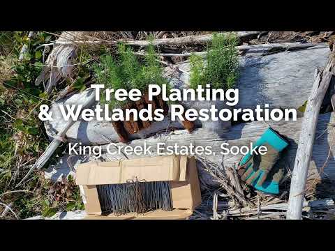 Tree Planting and Wetlands Restoration, King Creek Estates, Sooke, Apr 15, 2022