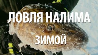 Как поймать налима зимой на жерлицы