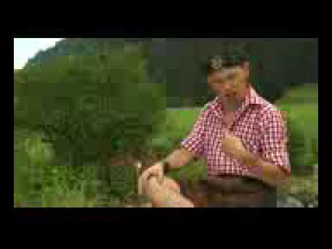 Spitzbua Markus Der immer lacht