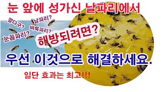 눈 앞에 성가신 날파리 없애려면?  벼룩파리 해방되려면? 눈꼽파리라고도 부르는 벼룩파리 퇴치 방법 (쇠파리,…