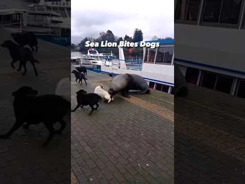 The Leopard Hounds video