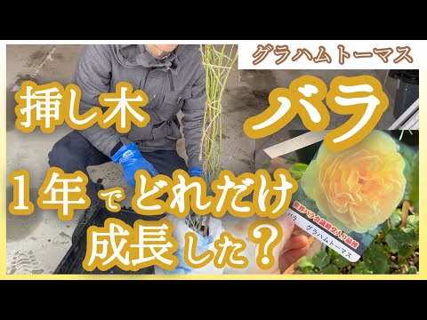 しおれたバラにジャガイモを使って植える：神話か現実か？  庭園