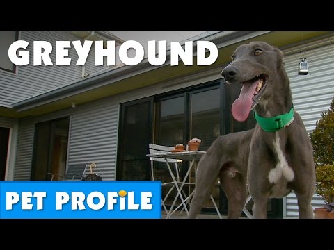 Greyhound Pet Profile | Bondi Vet