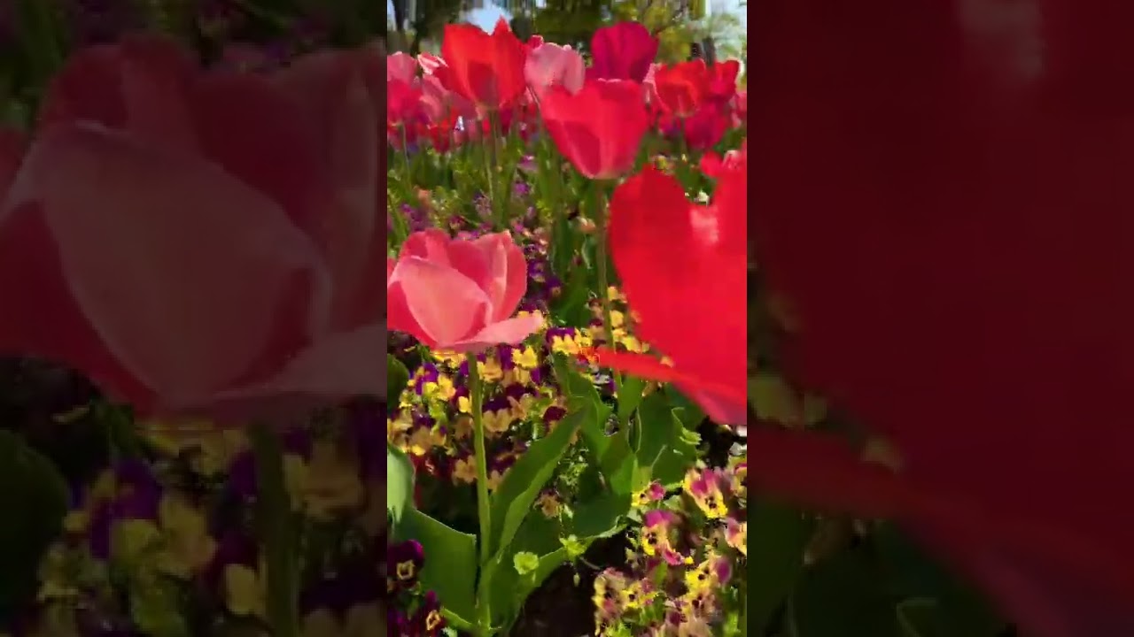 YouTube Short thumbnail