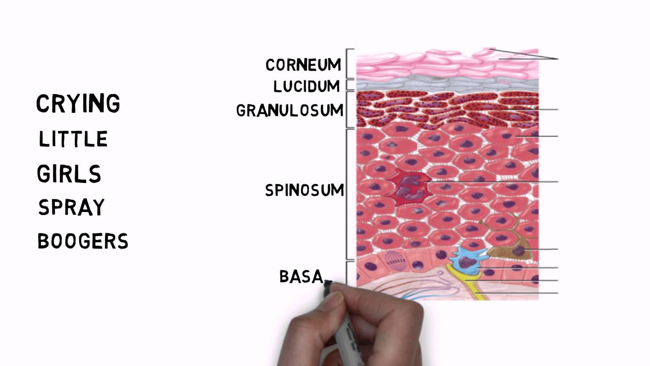 Which layer of the epidermis is most healthy?