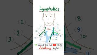Download lagu Thoracic Duct - Cisterna Chylli - Lymphatic System, Lymph Nodes...#anatomy #surgery #medical #nurse mp3