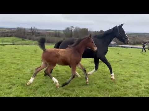 Je T'Aime Flamenco broodmare in foal to Livello - Image 2