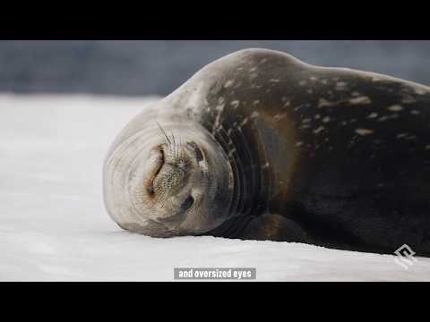 Wildlife in Antarctica: The 4 Types of Seals You Will See on Your Antarctica Trip