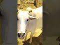 Olitu Madu Manusa