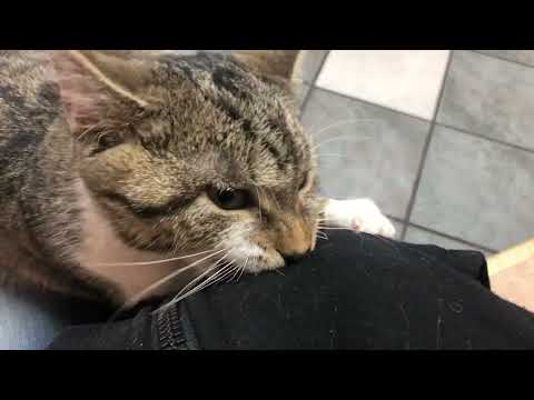 Kit & Kat (barn cats go to the vet)