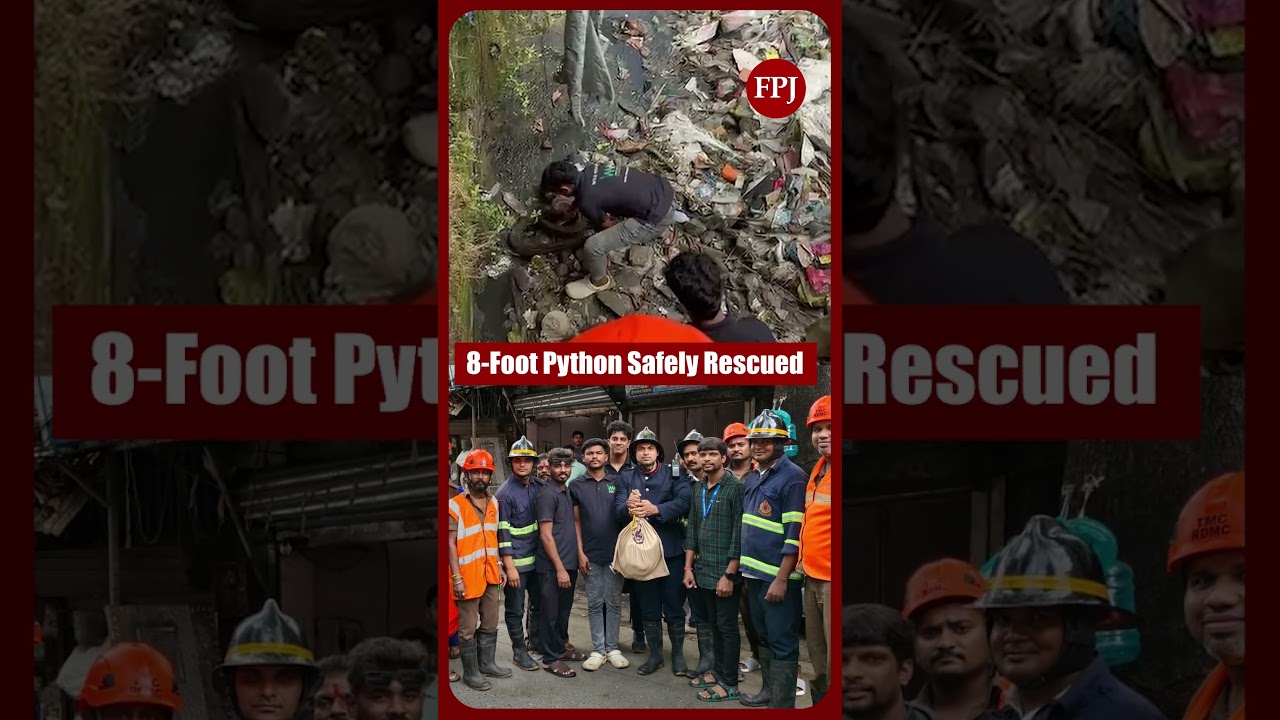 Thane: 8-Foot Python Rescued from Drain Near RJ Thakur College