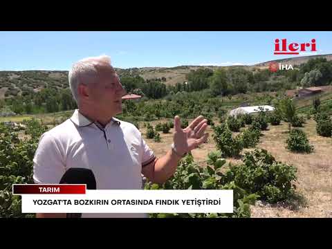 Yozgat'ta bozkırın ortasında fındık yetiştirdi | İleri Gazetesi