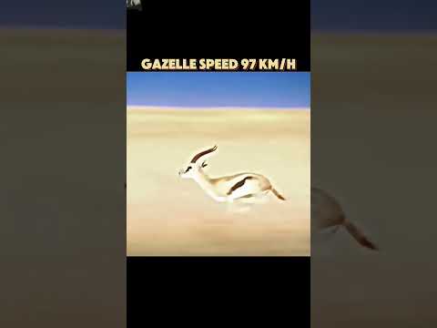 The fastest animal in the world#trending#shorts#animals#wildlife#cheetah#peregrinefalcon