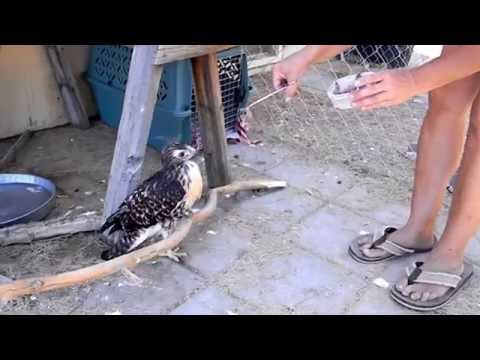 Redtail Feeding Time